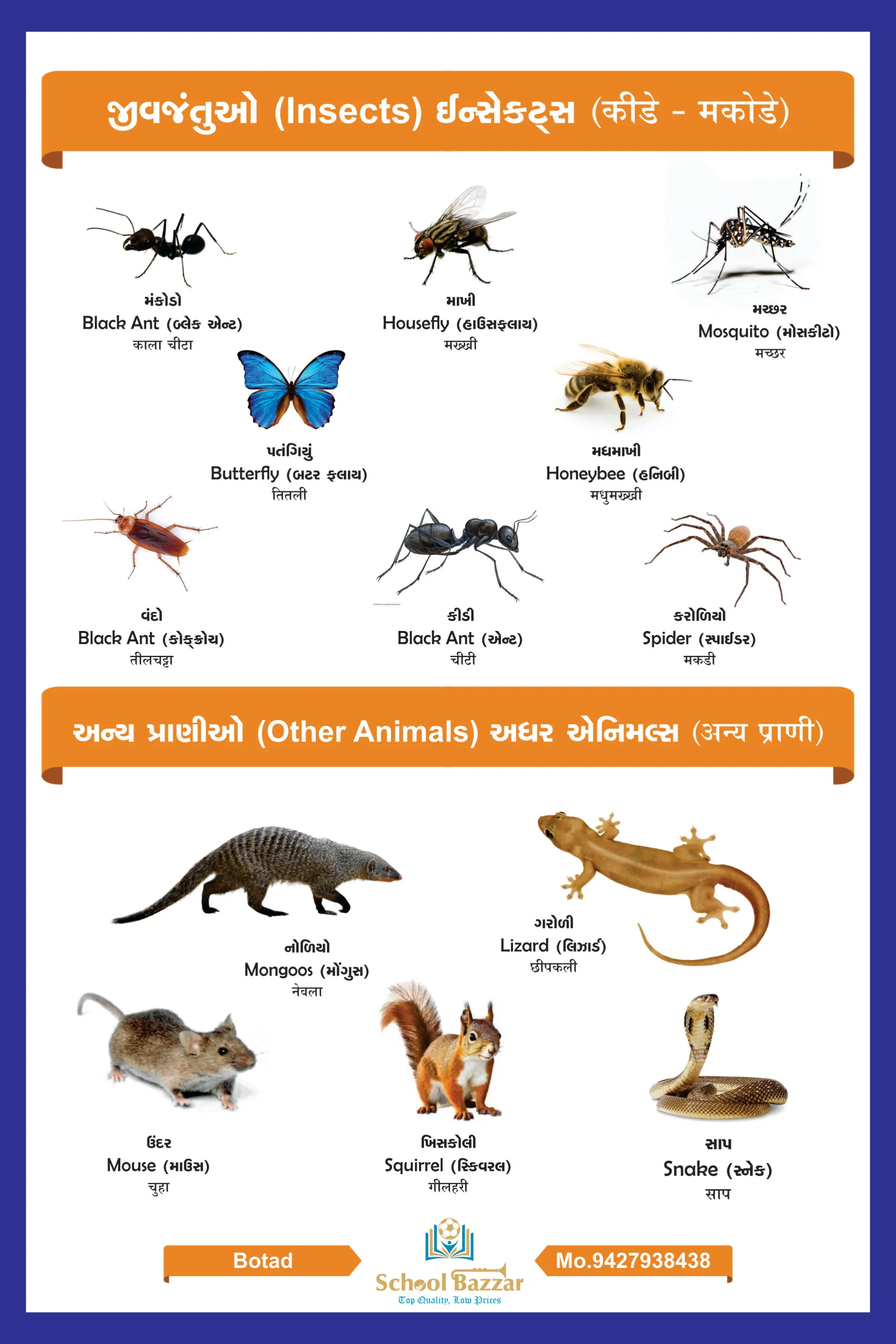 Insect Chart With lamination (50 x 70 cm) Wall Chart